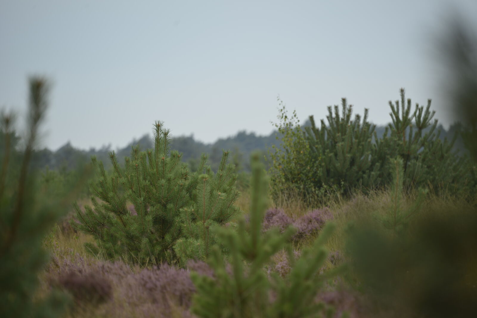 Nikon D800 sample photo