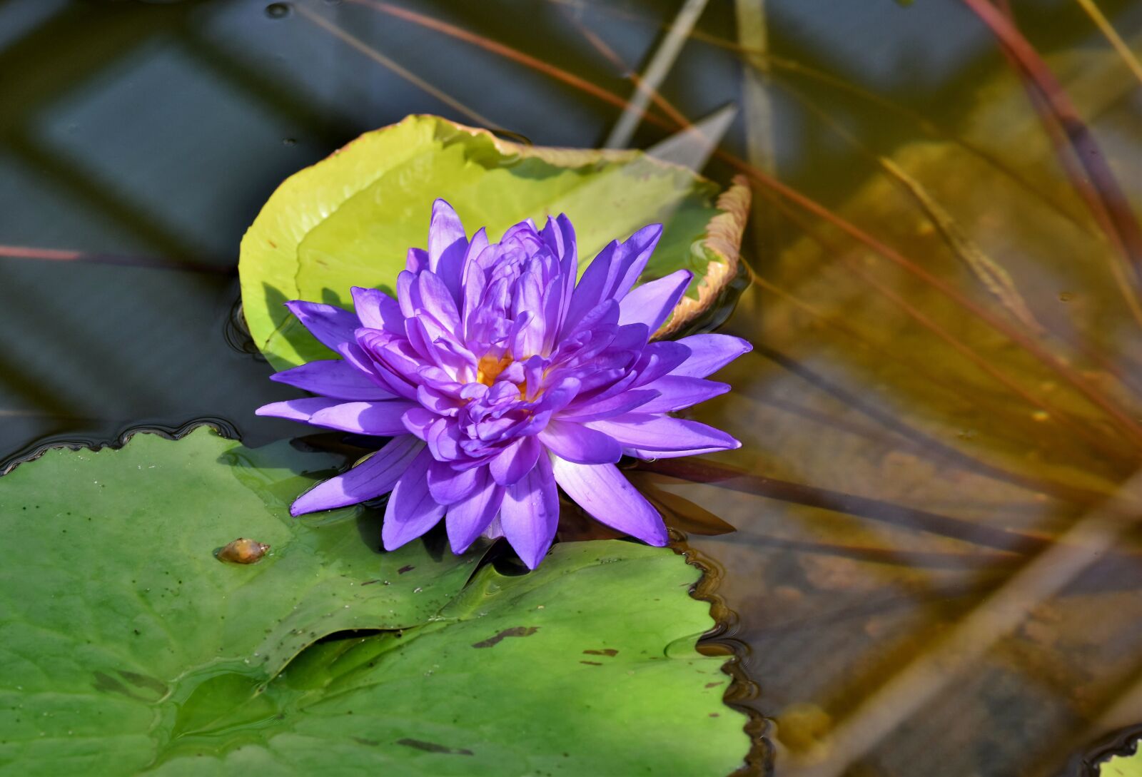 Nikon D7200 sample photo. Water lily, pond, lake photography