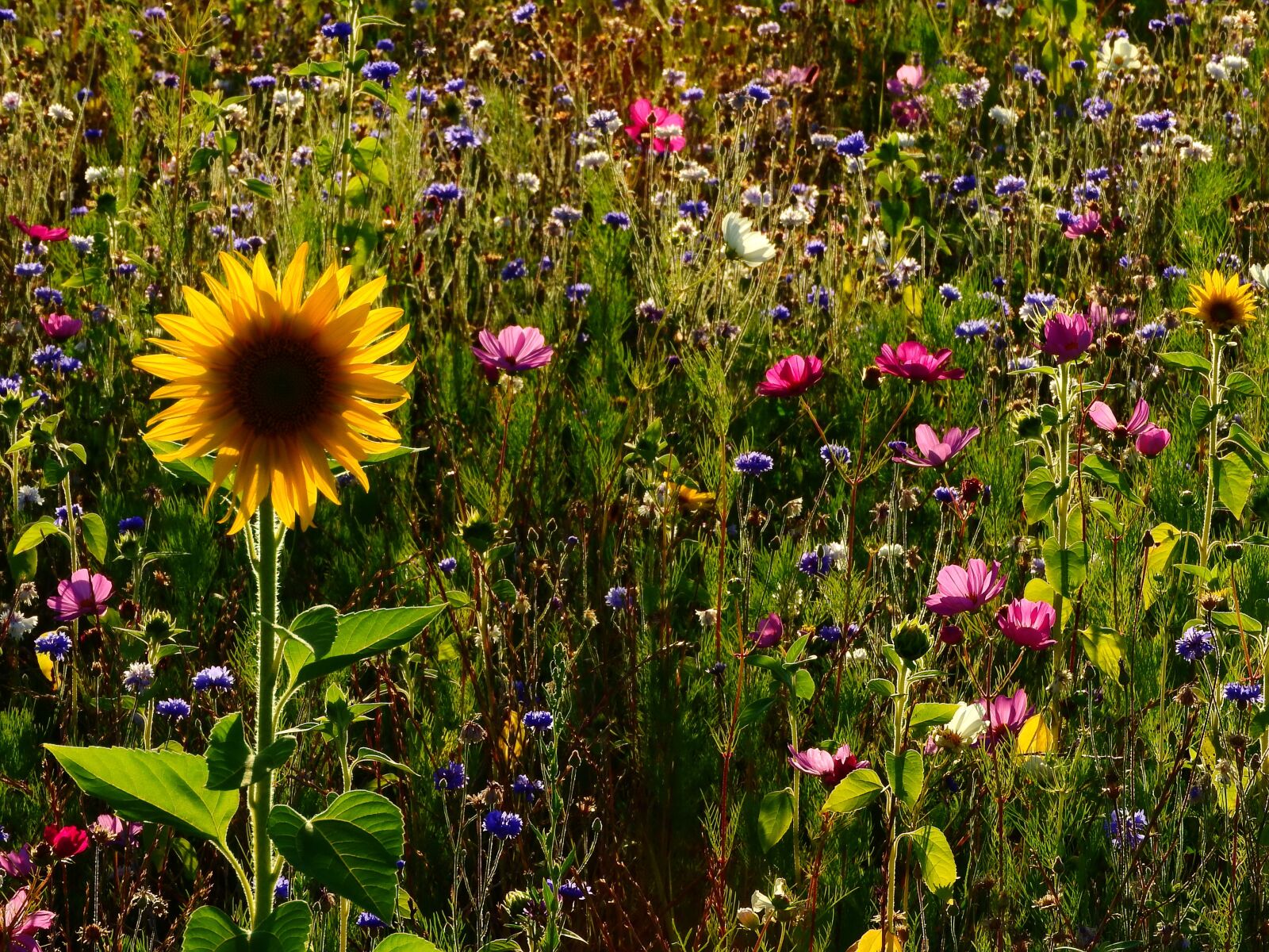 Nikon Coolpix P610 sample photo. Flowers, meadow, sunflower photography