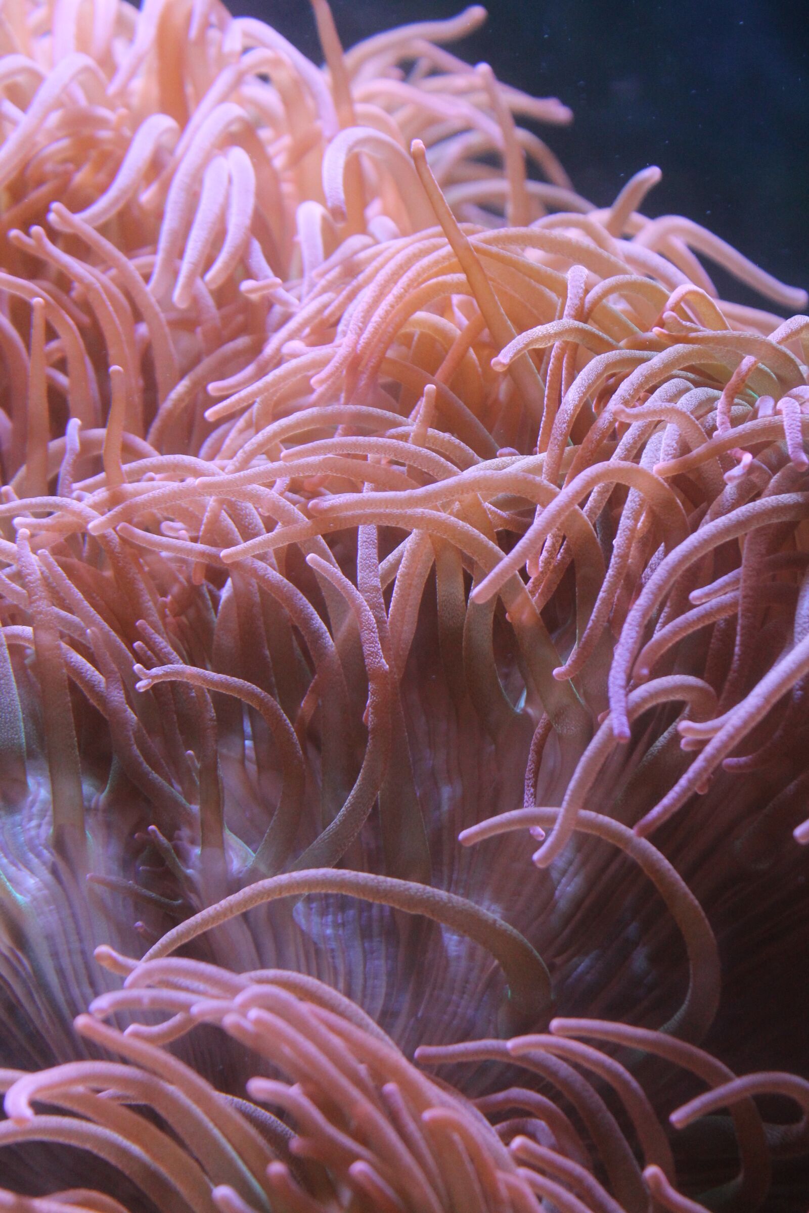 Canon EOS 1100D (EOS Rebel T3 / EOS Kiss X50) sample photo. Anemone, underwater, aquarium photography