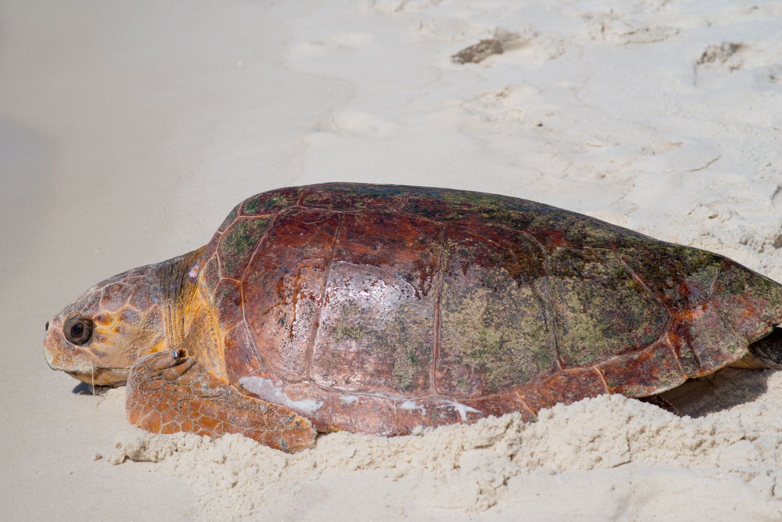 Nikon D800 sample photo. Sea turtle, sea life photography
