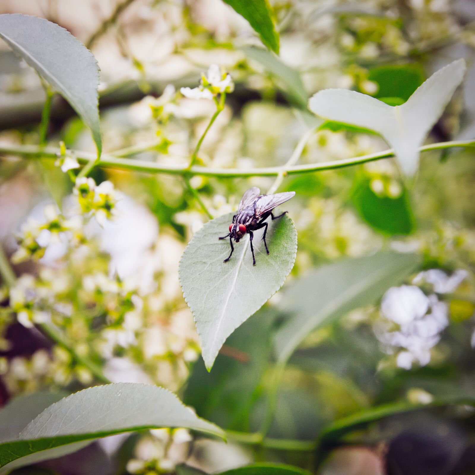 Nikon D5600 sample photo. Fly, nature, animal photography