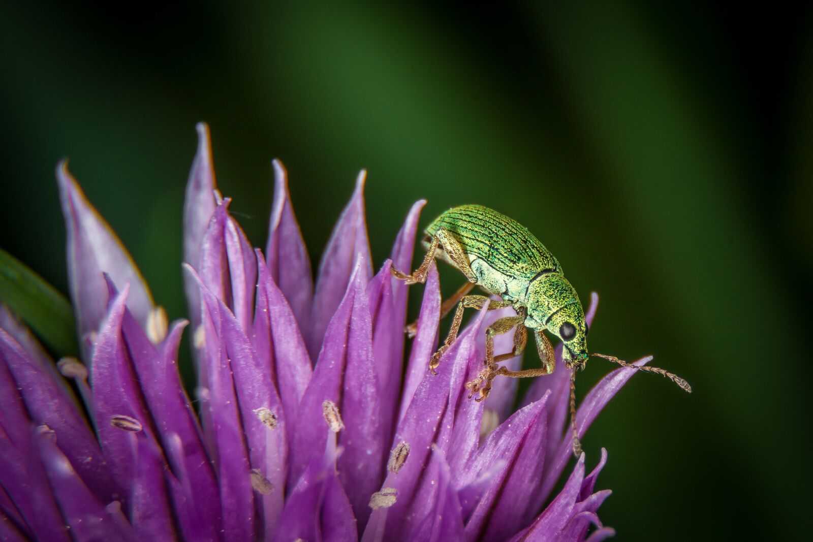 Nikon D7200 sample photo. Beetle, macro, green photography
