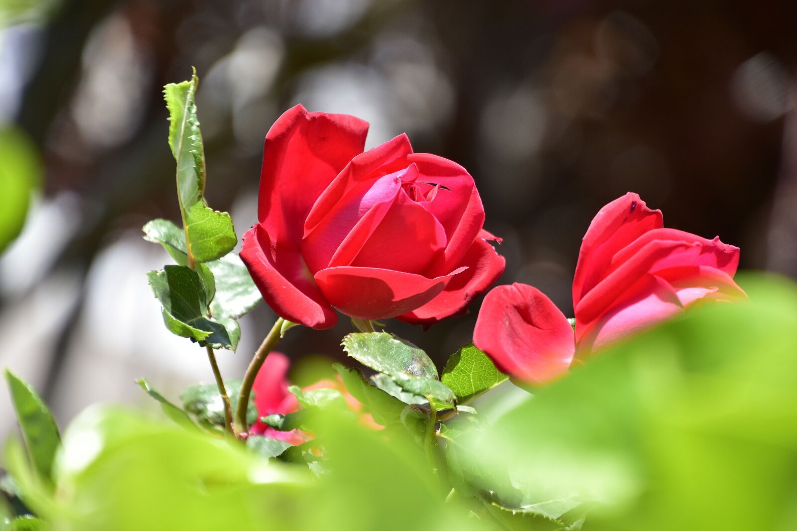 Nikon D7200 sample photo. Nature, flower, plant photography