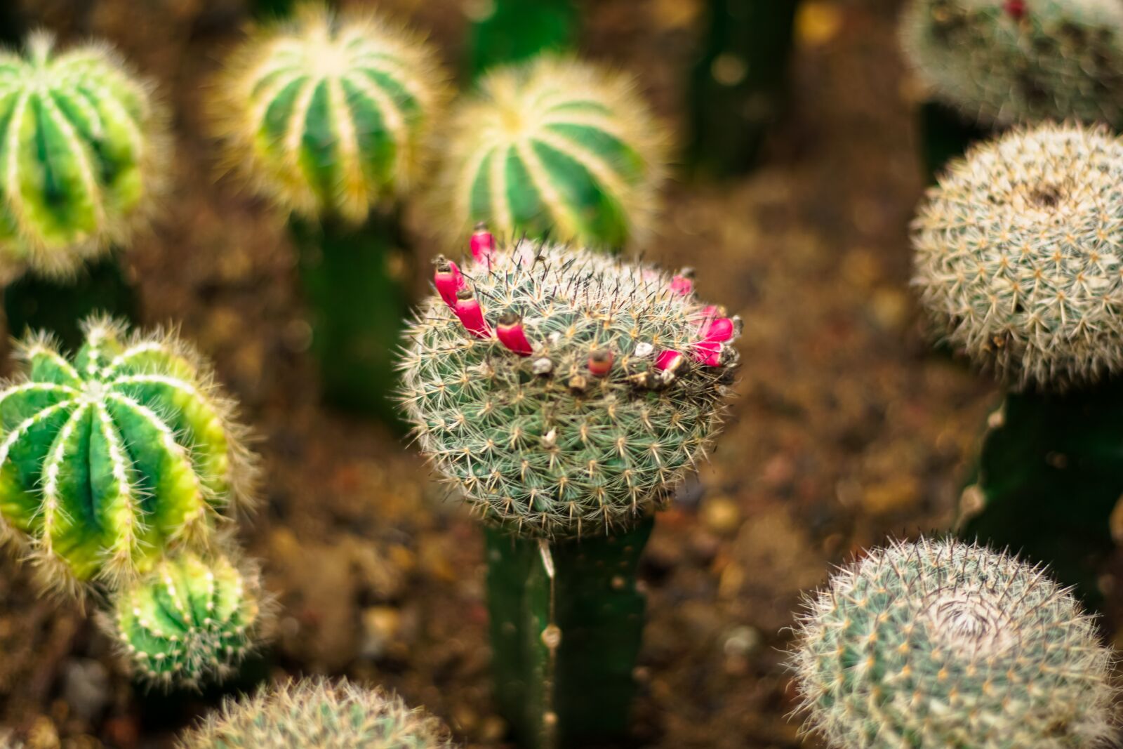 Sony a6000 + Sony DT 50mm F1.8 SAM sample photo. Plant, green, cactus photography