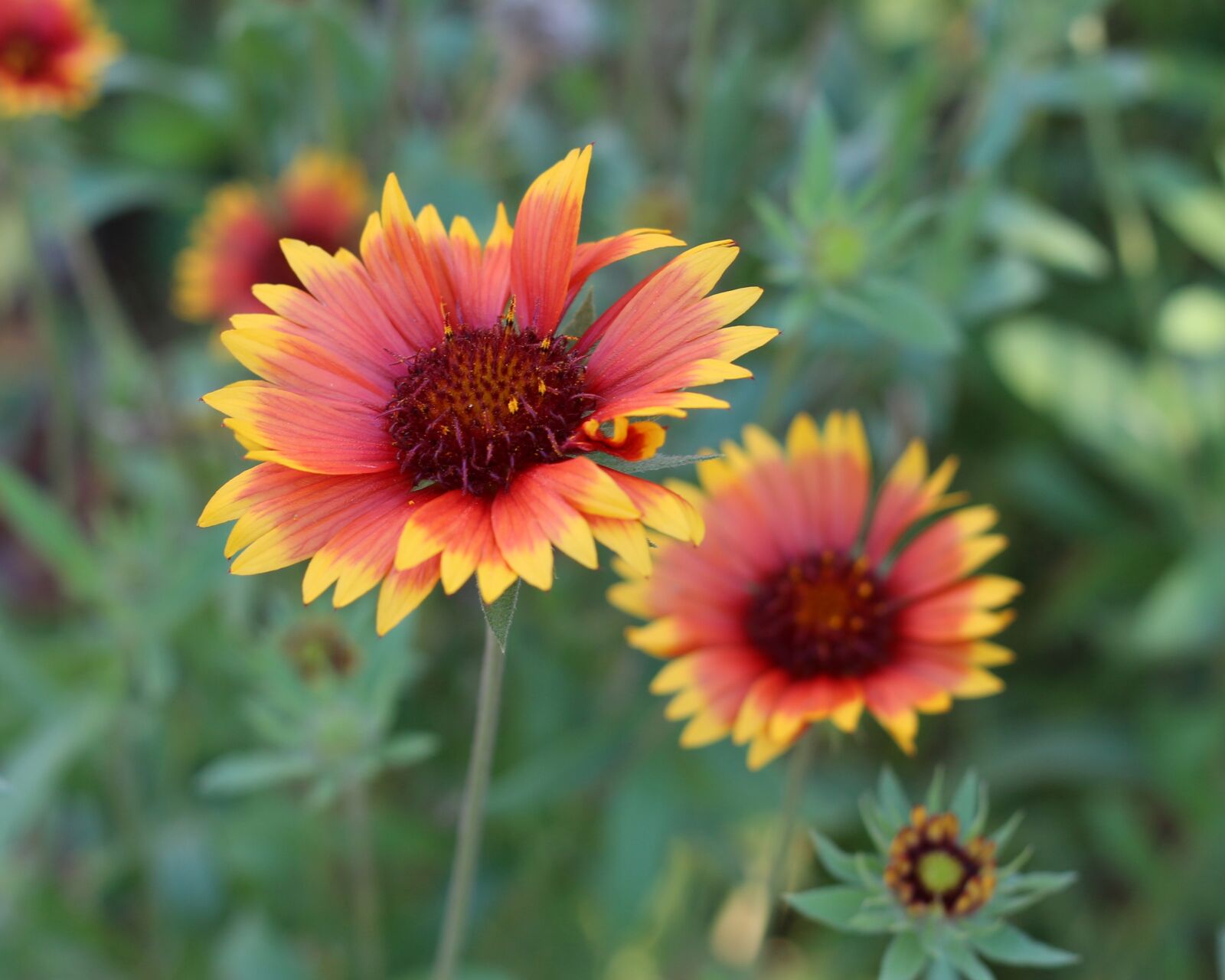 Canon EF 50mm F1.8 STM sample photo. Blanket flower, nature, yellow photography