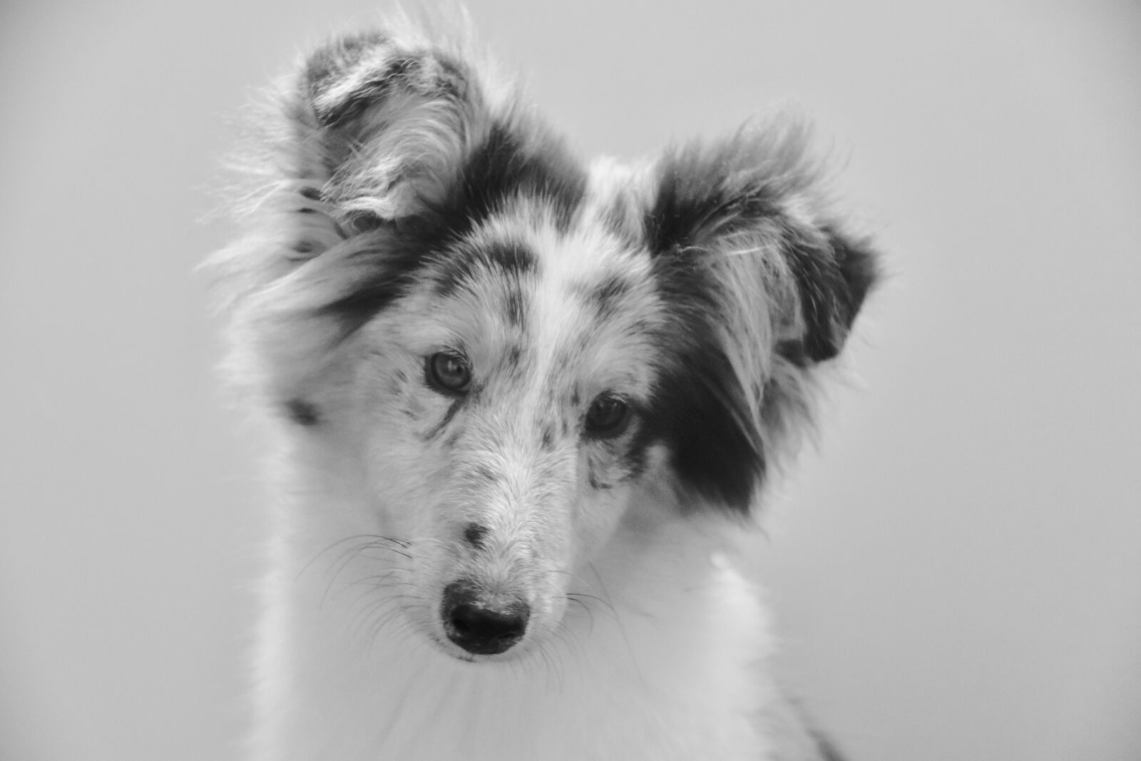 Nikon D5600 sample photo. Dog, young bitch, black photography