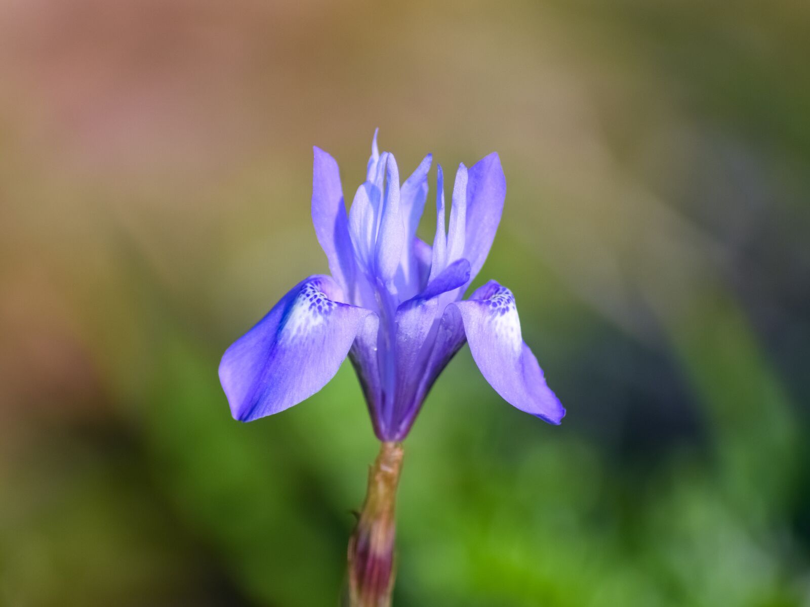 Nikon D3300 sample photo. Wild flower, purple, colorful photography