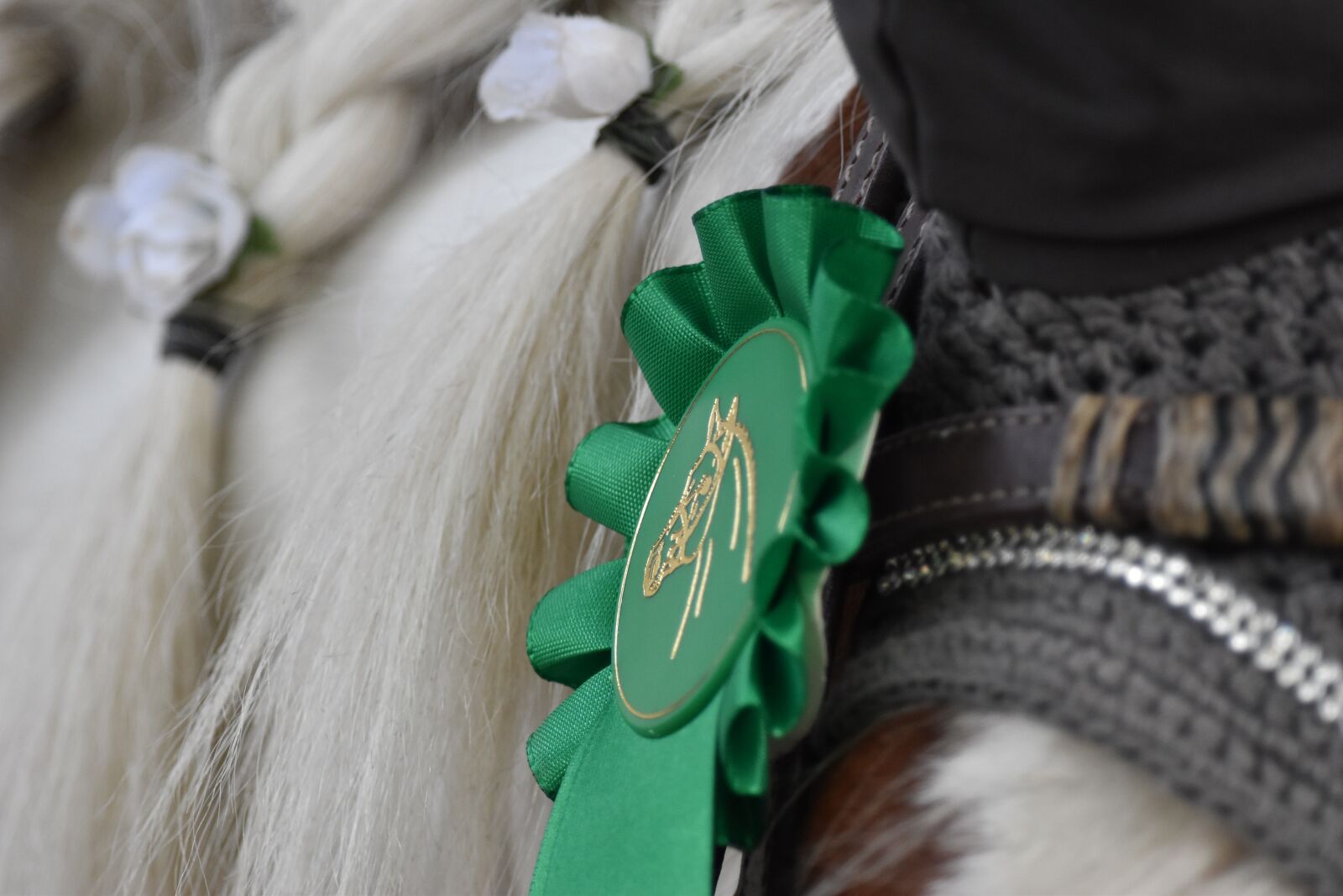 Nikon D5500 sample photo. Animal, horse, pony photography