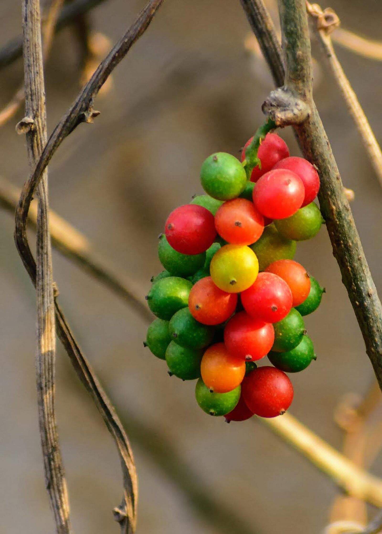 Nikon D3400 sample photo. Berry, bush, branch photography