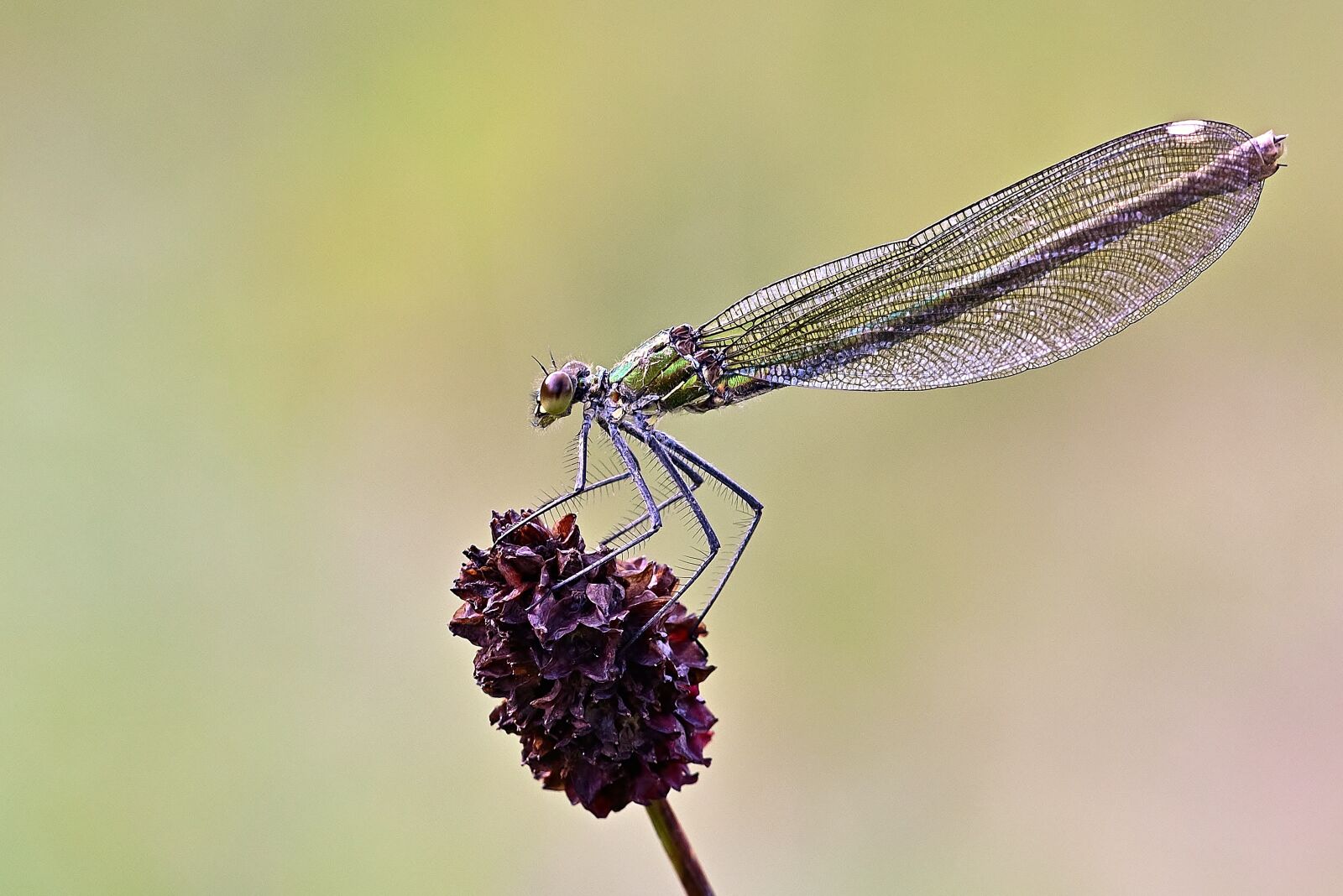 Nikon D5200 sample photo. Dragonfly, insect, entomology photography