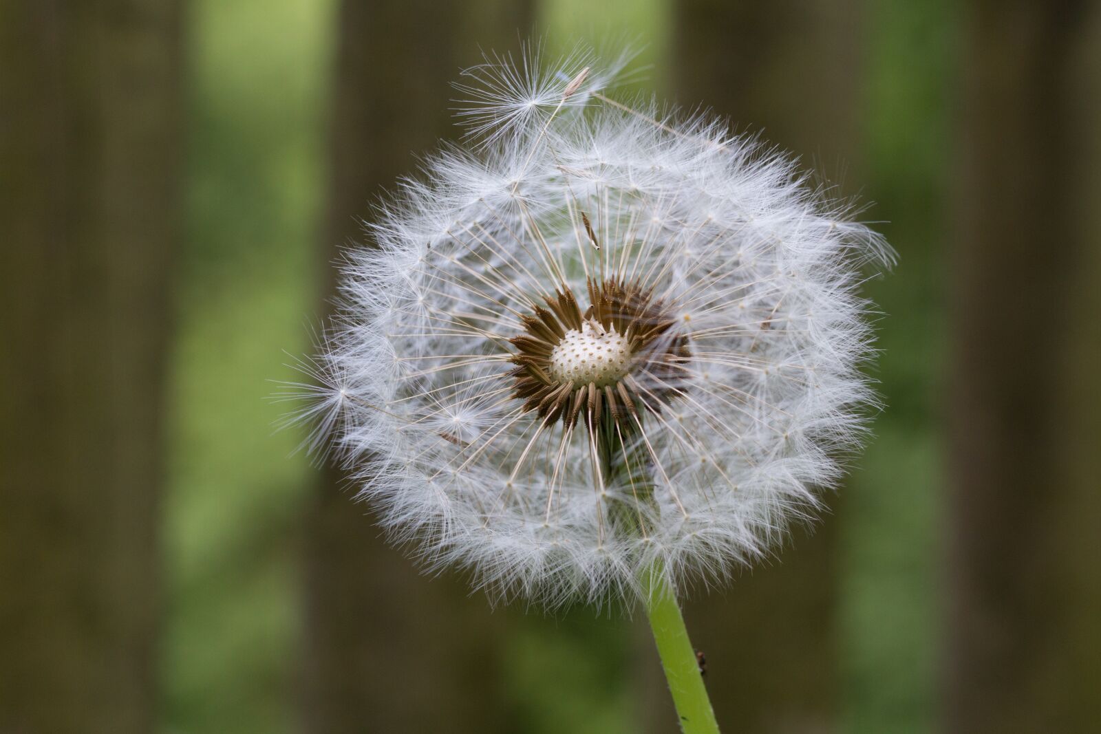 Canon EOS 7D + Canon EF 50mm F1.8 STM sample photo. Background, dandelion, meadow photography