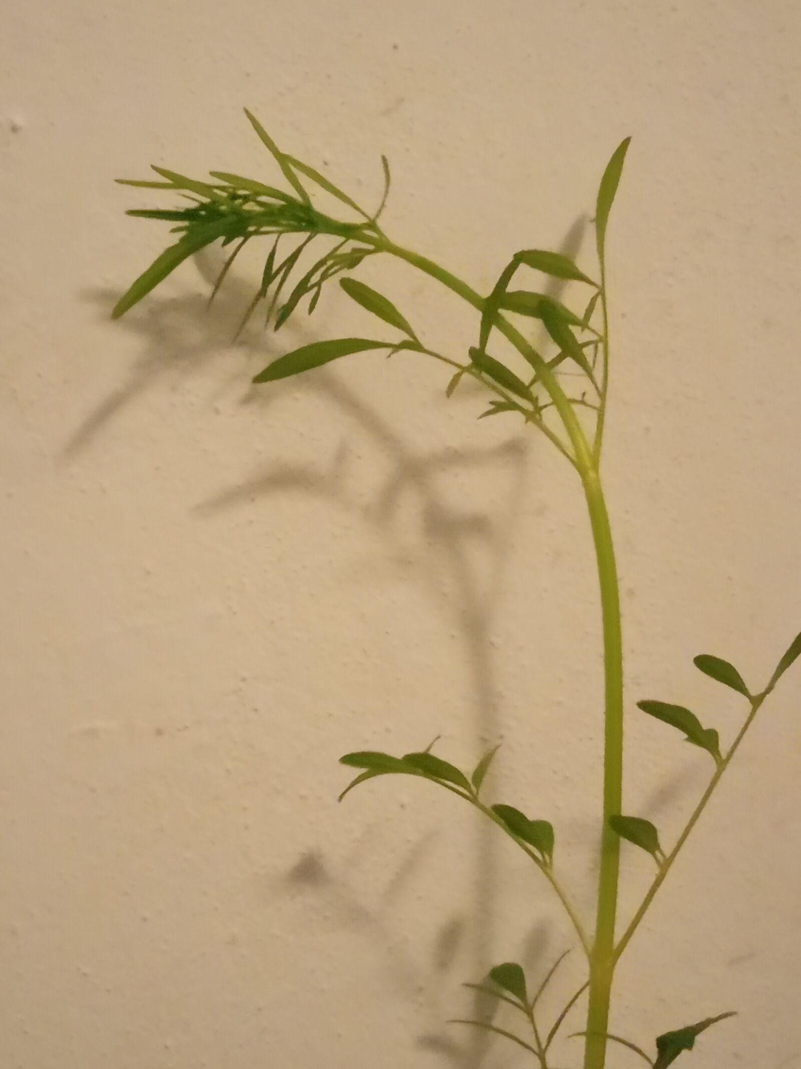 Realme C2 sample photo. Plant, green, grow photography