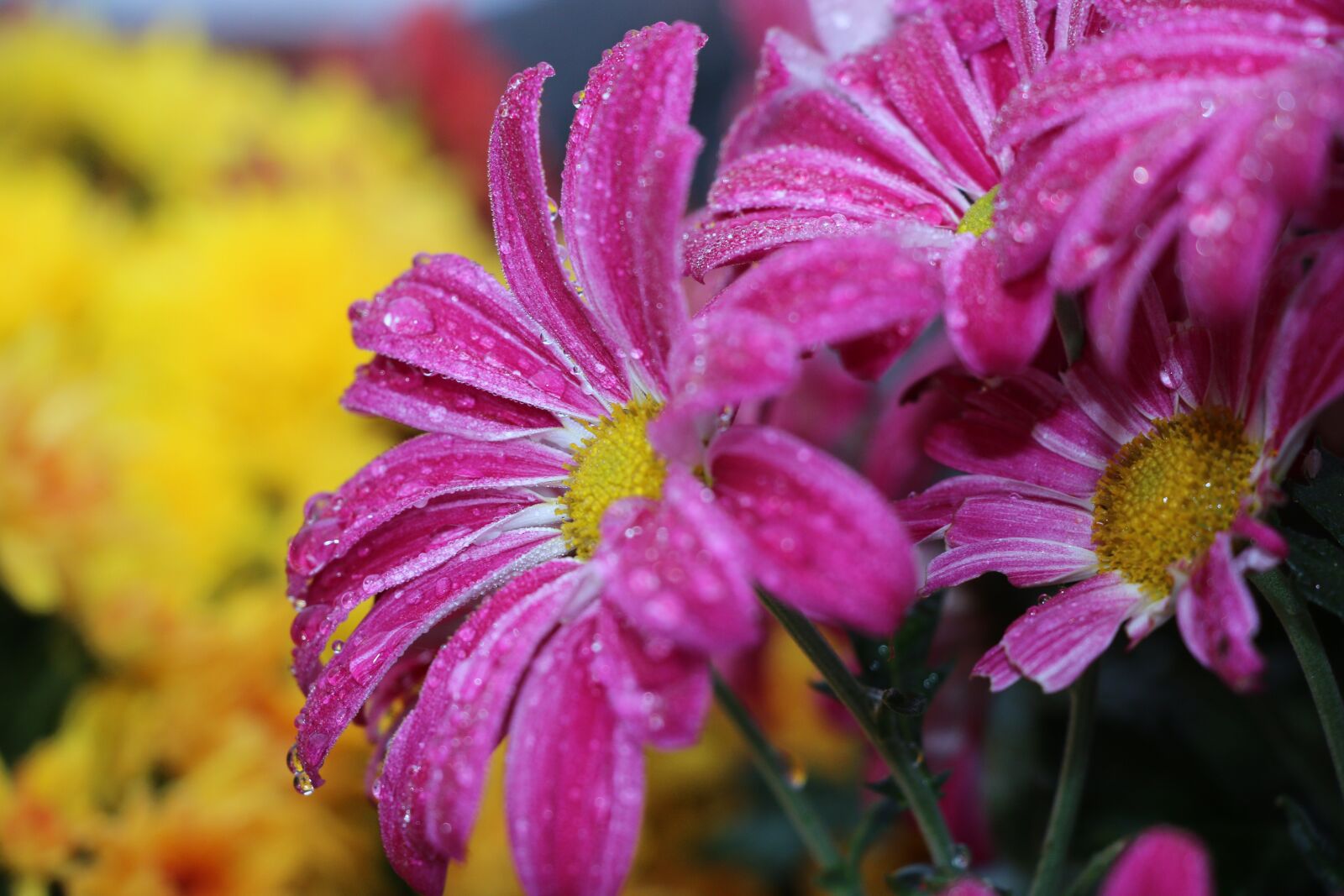 Canon EOS 70D sample photo. Toussaint, chrysanthemum, violet photography