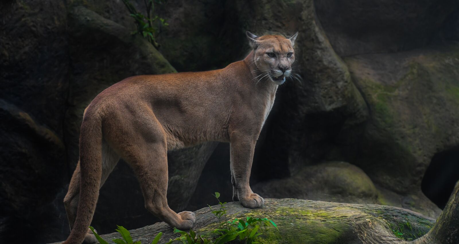 Nikon D7500 sample photo. Animal, wild, animals photography