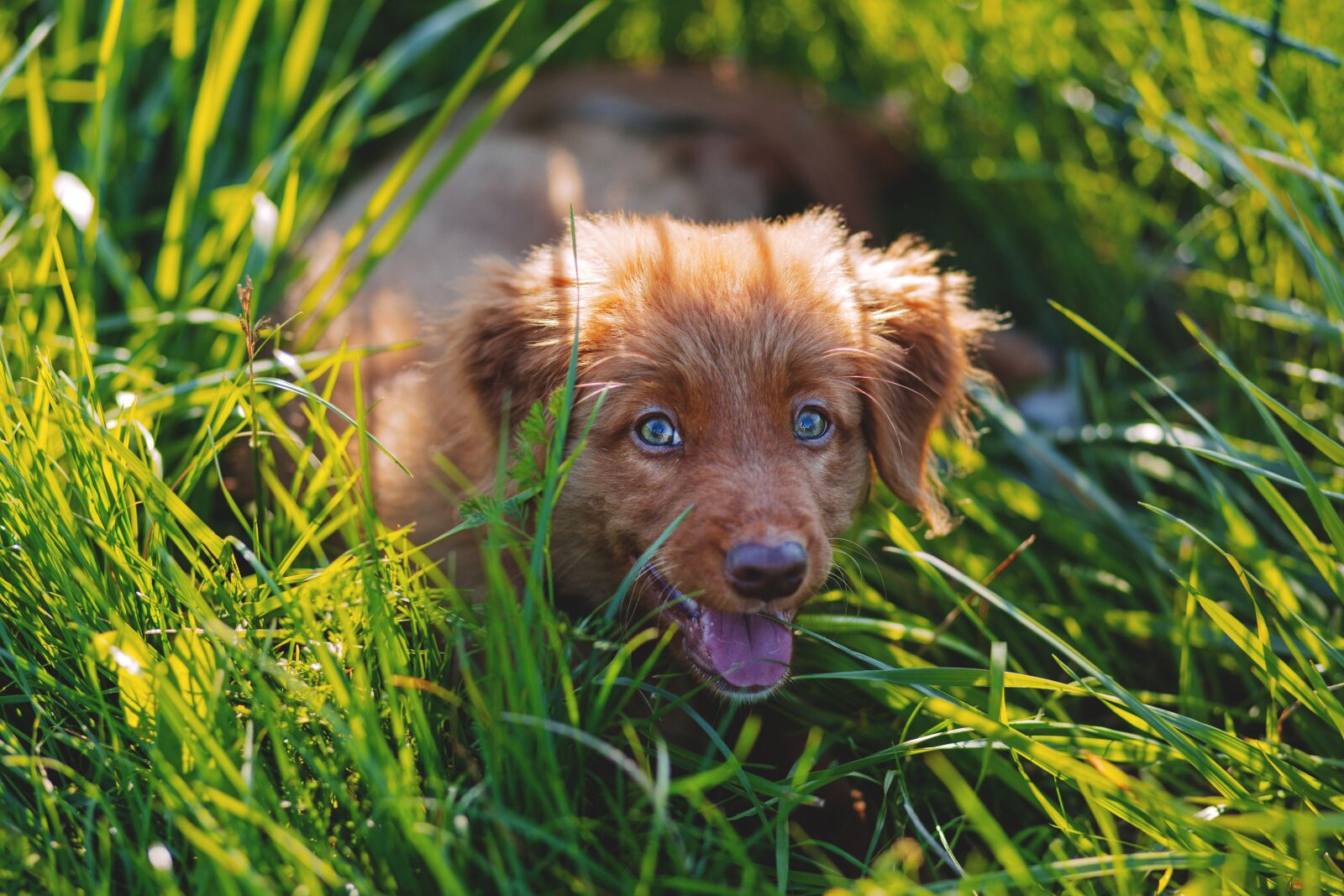 Canon EF 85mm F1.8 USM sample photo. Adorable, animal, canine photography