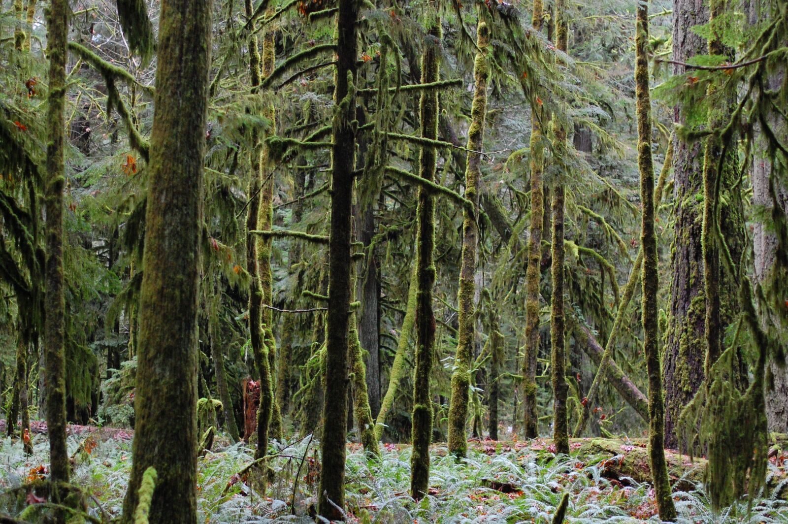 Nikon D40 sample photo. Forest, trees, ya photography