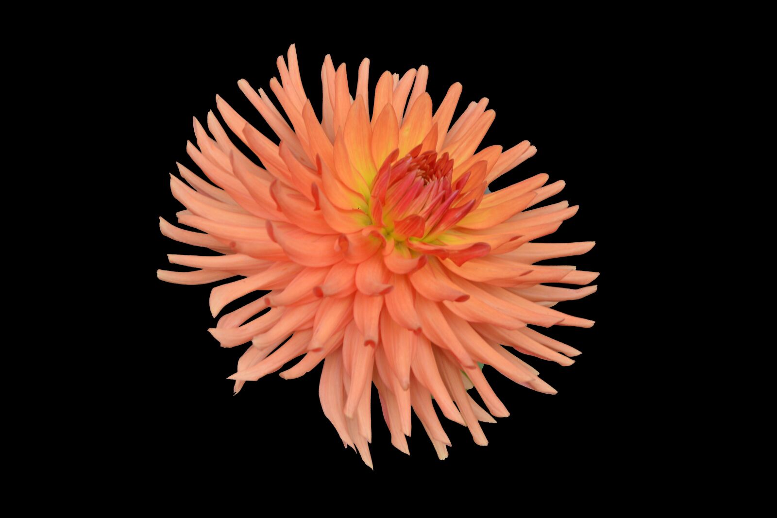 Nikon D5200 sample photo. Chrysanthemum, flower, plant photography