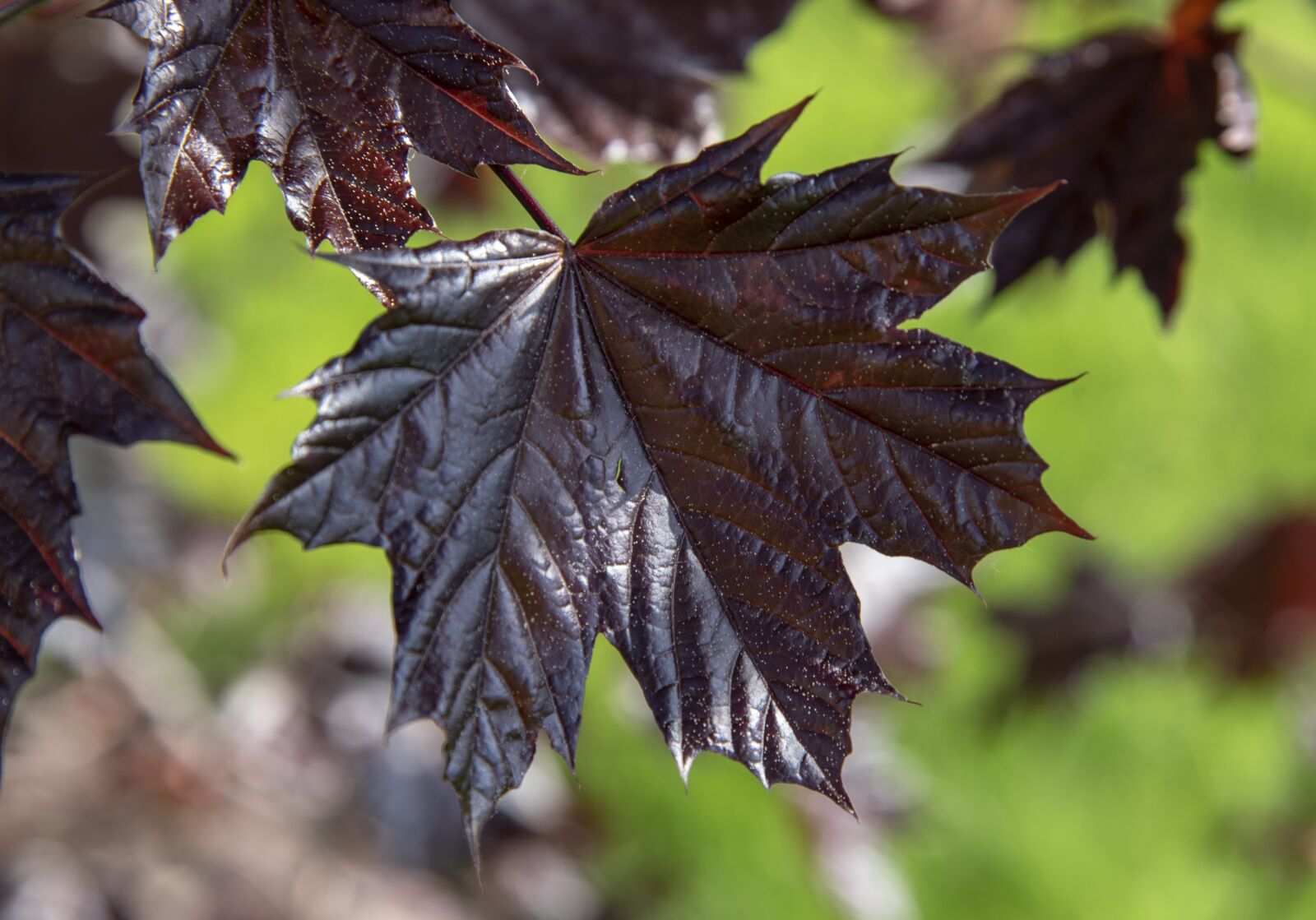 Nikon D750 sample photo. Maple, leaf, nature photography
