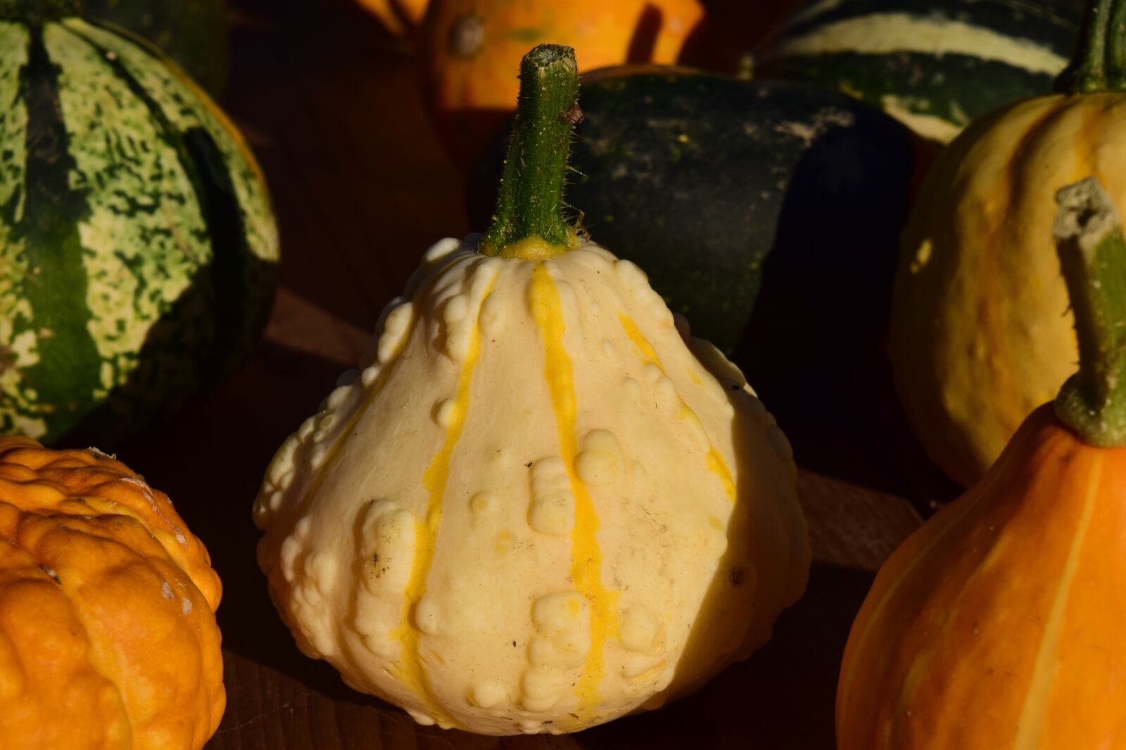 Nikon D3300 sample photo. Decorative squashes, pumpkins, yellow photography