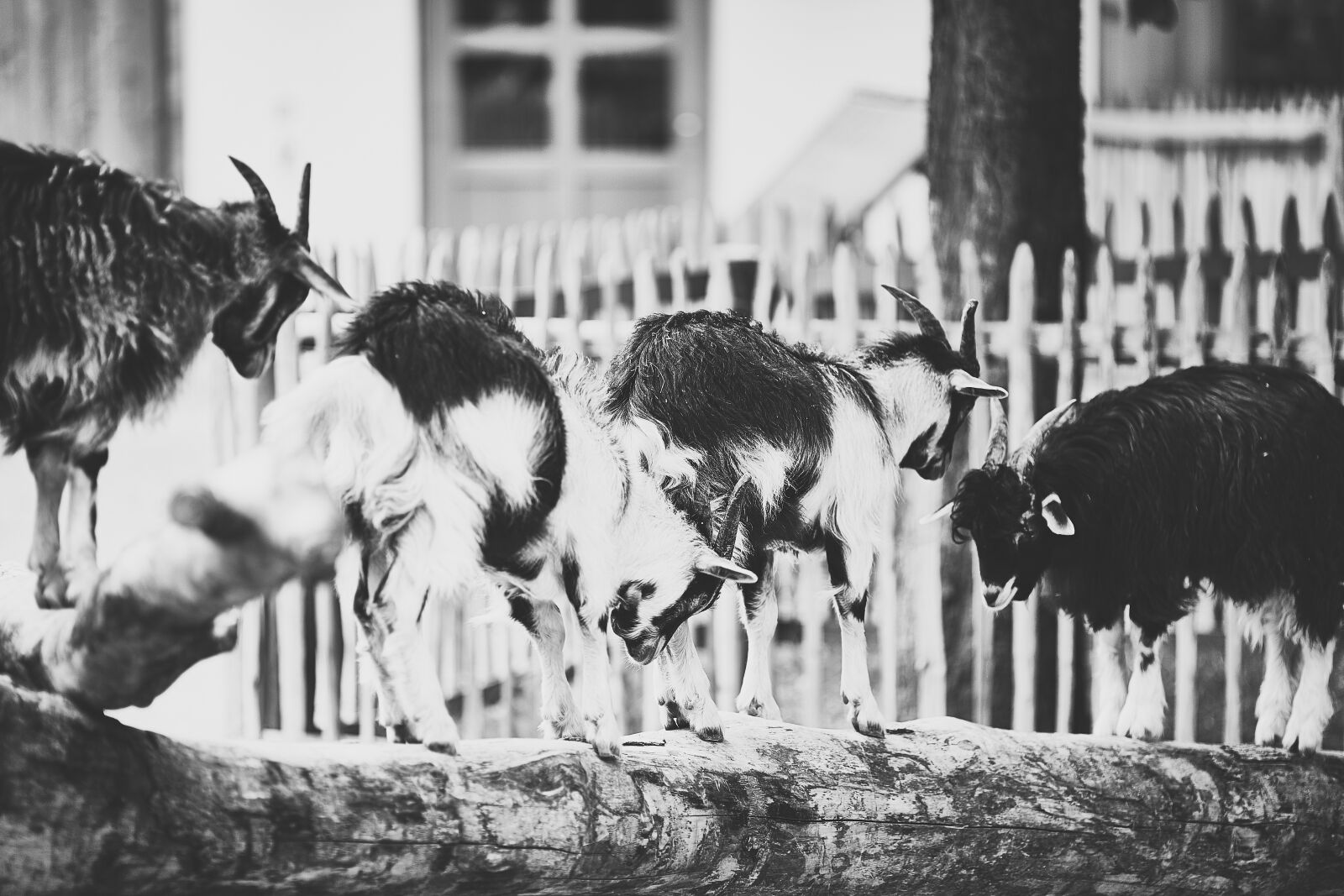 Canon EF 135mm F2L USM sample photo. Kids, goat lamb, ziegenkitz photography