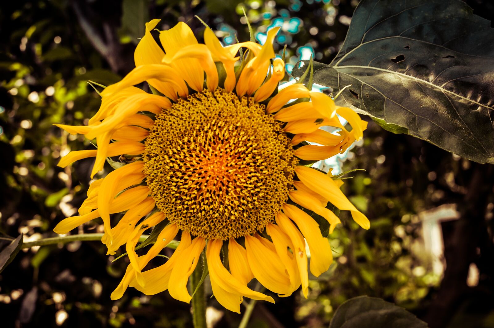 Nikon D90 sample photo. Sunflower, yellow, nature photography