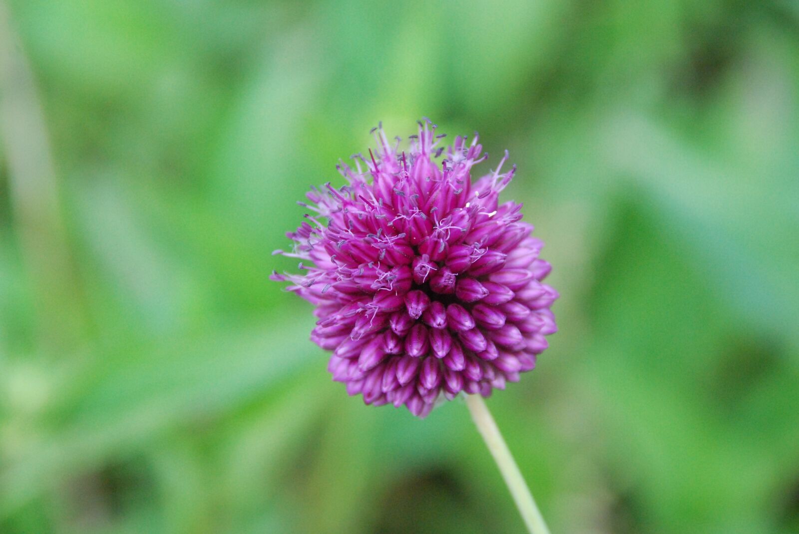 Nikon D80 sample photo. Flower, purple, close up photography
