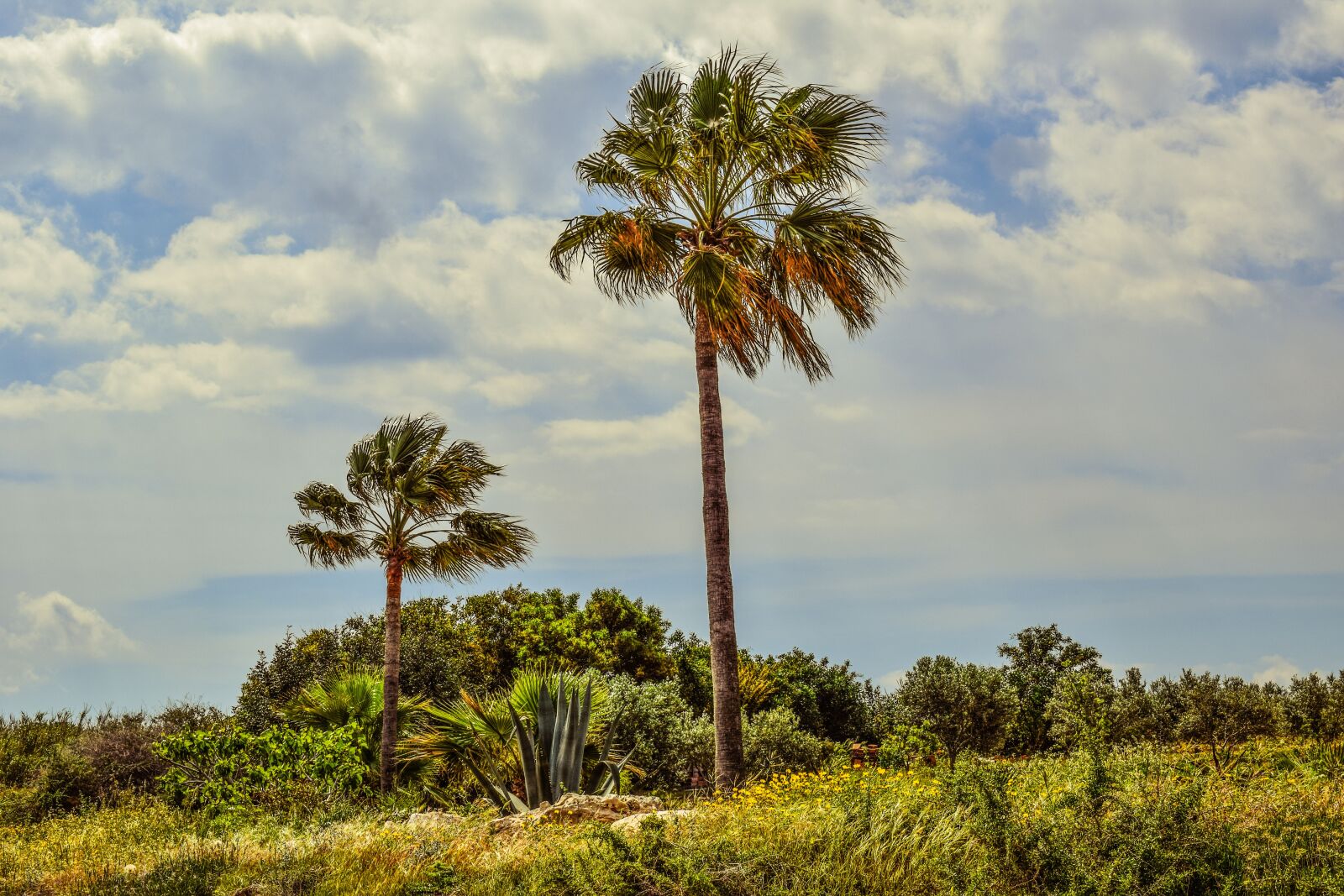 Nikon D3300 sample photo. Palm tree, garden, nature photography