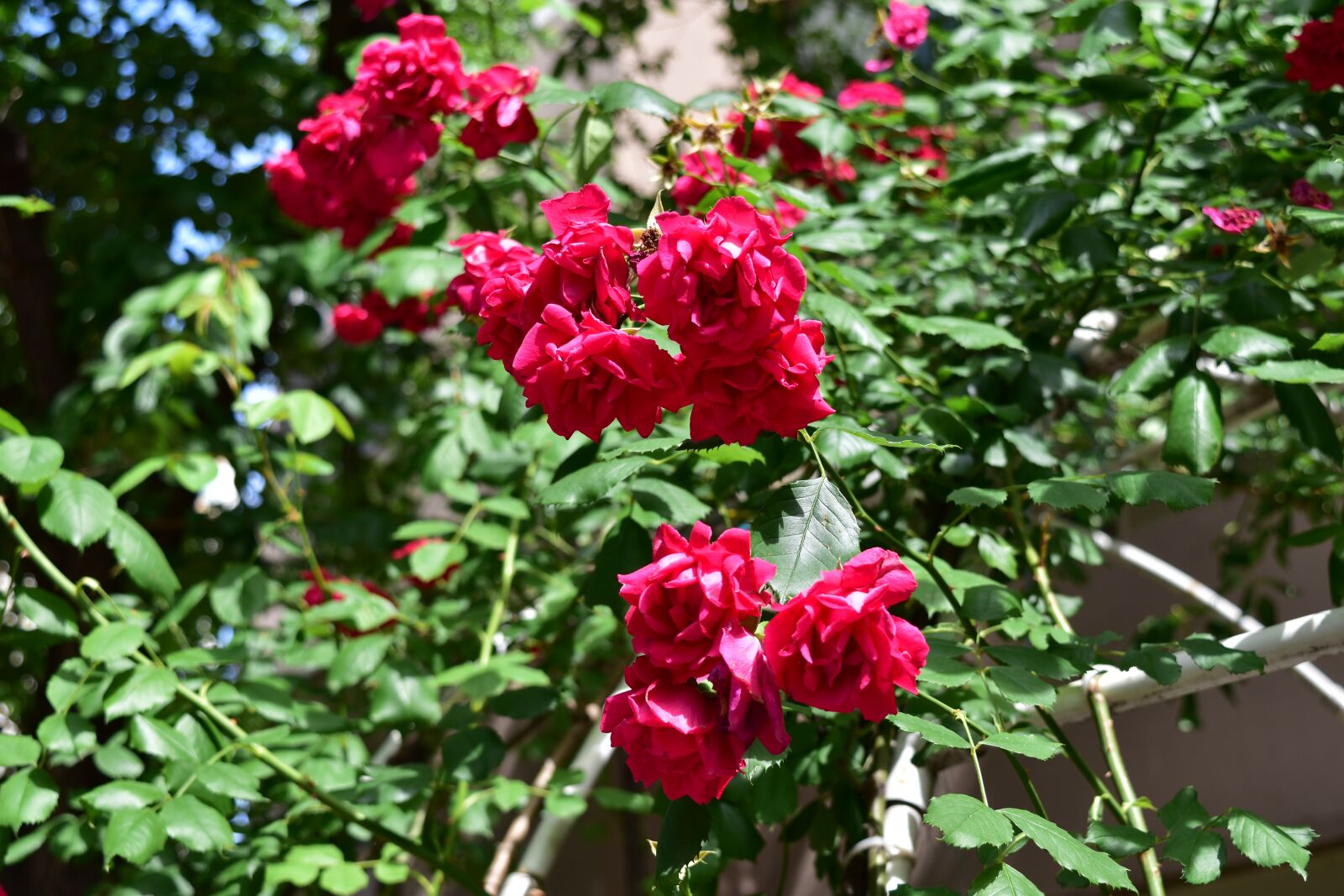 Nikon D5500 sample photo. Flowers, rose, love photography