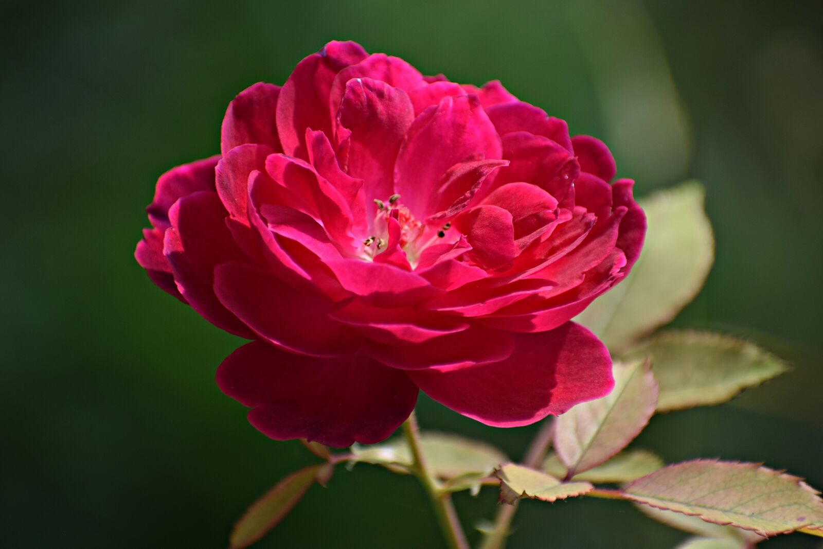 Nikon D3300 sample photo. Rose, flower, nature photography