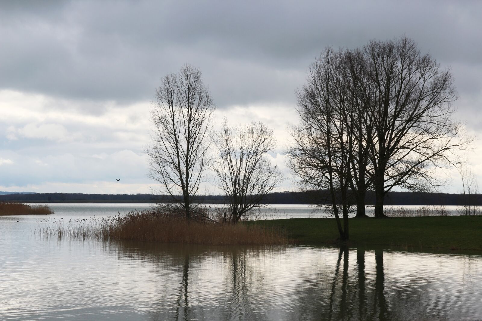 Canon EOS 1200D (EOS Rebel T5 / EOS Kiss X70 / EOS Hi) sample photo. Lake, tree, evening photography