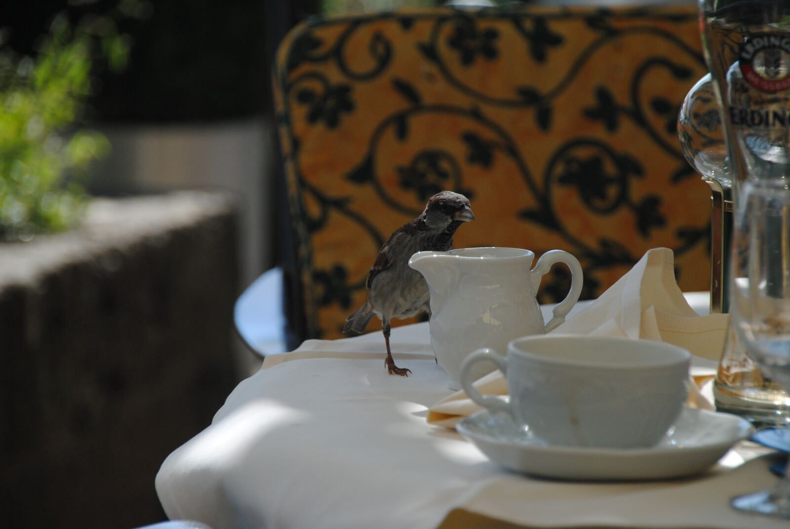 Nikon D3000 sample photo. Bird, the cheeky sparrow photography