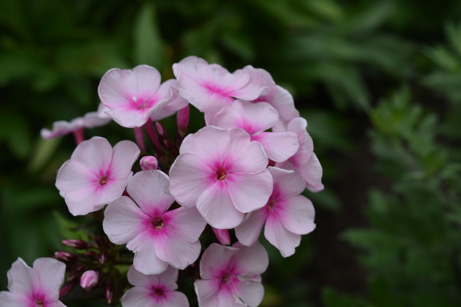 Nikon D5200 sample photo. Phlox, flower, pink photography