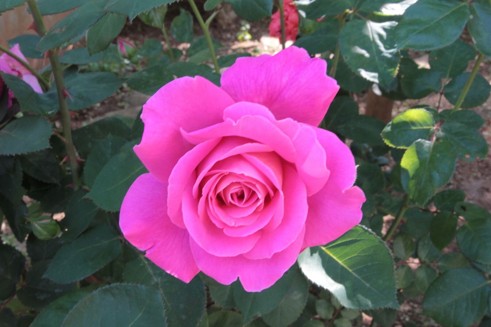 Canon EOS 550D (EOS Rebel T2i / EOS Kiss X4) sample photo. Rose, roses, flower photography