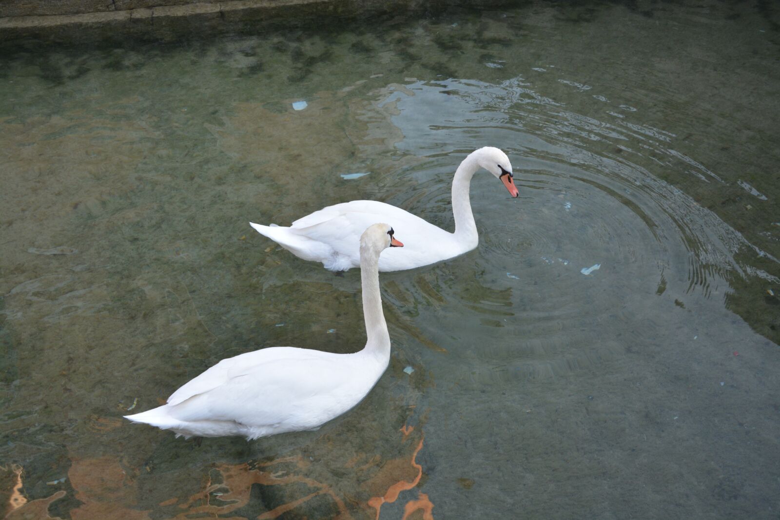 Nikon D5200 sample photo. Swans, white, majestic photography
