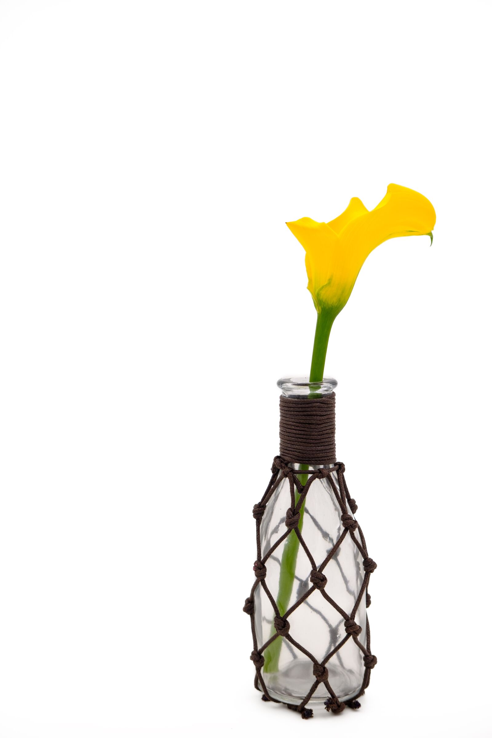 Fujifilm X-T2 + Fujifilm XF 35mm F2 R WR sample photo. Calla, dragons wurz, calla photography