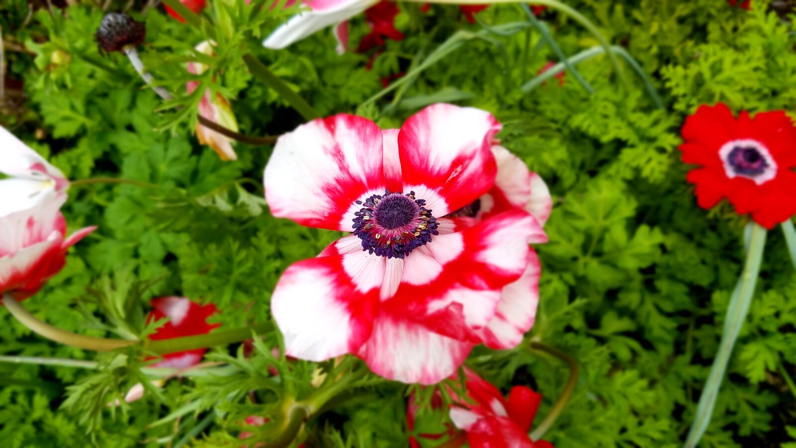 Samsung Galaxy S7 sample photo. Flower, garden, iris photography