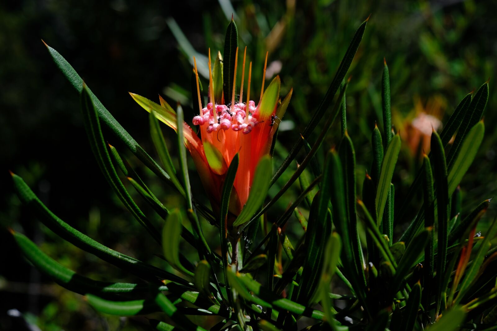 Fujifilm X-T2 + Fujifilm XF 35mm F1.4 R sample photo. Flower, blossom, bloom photography