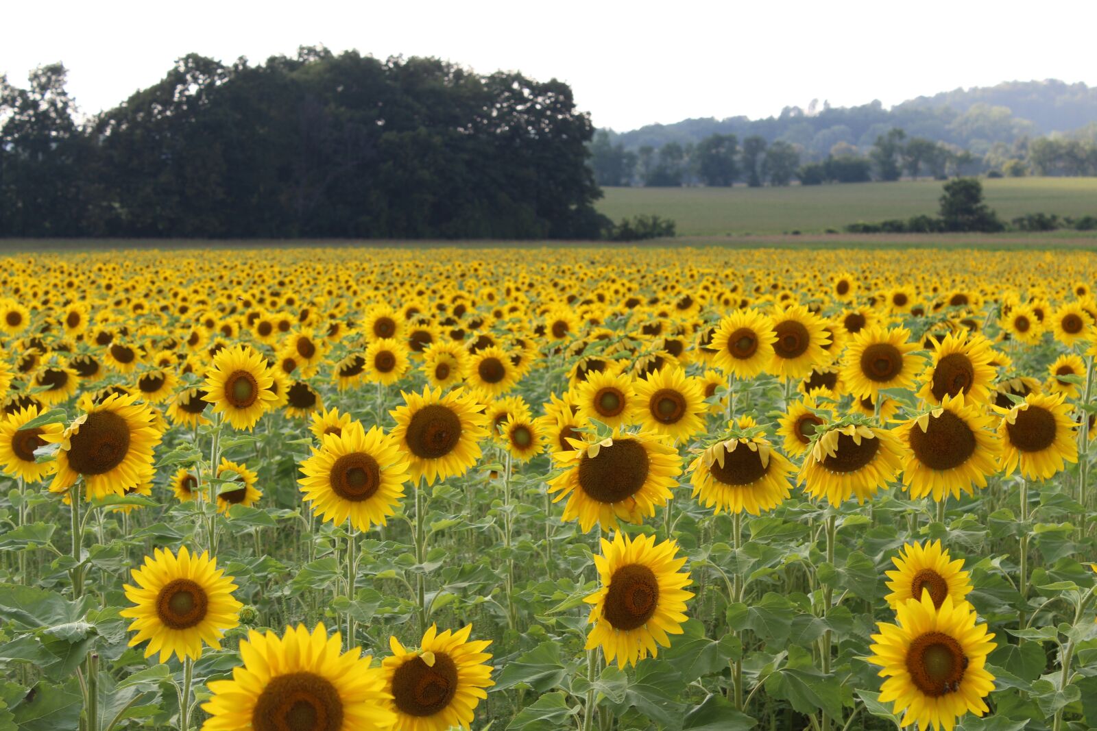 Canon EOS 1200D (EOS Rebel T5 / EOS Kiss X70 / EOS Hi) sample photo. Sunflowers, sunflower field, yellow photography
