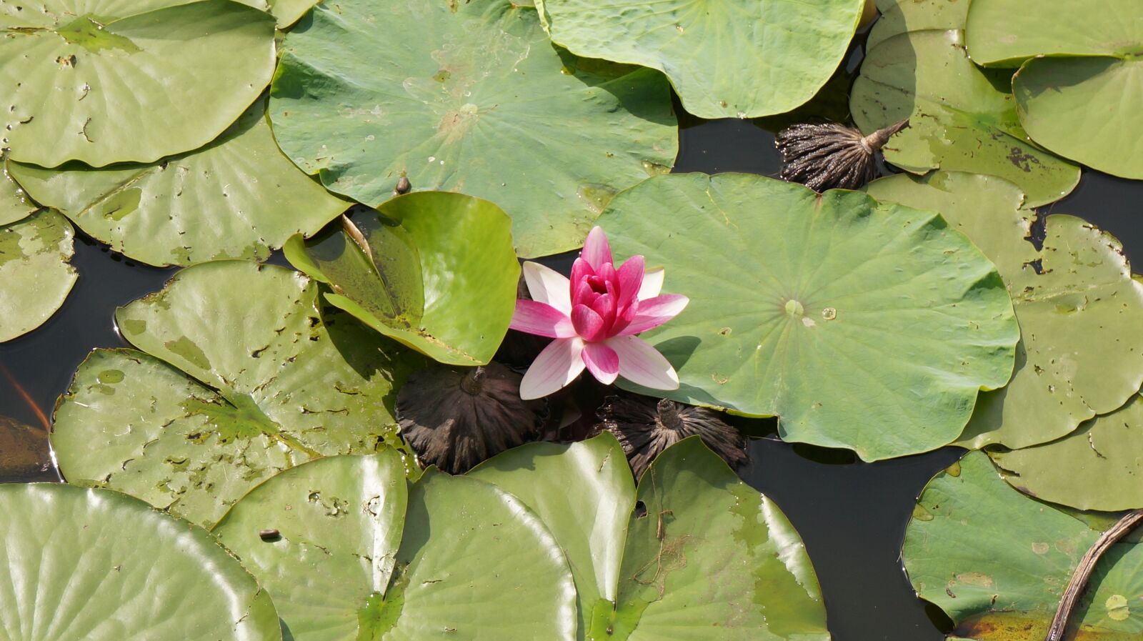 Sony Alpha NEX-5T sample photo. Lotus, flowers, aquatic plants photography
