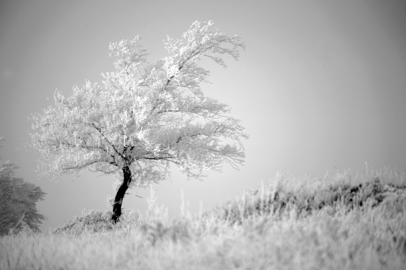 Sony a99 II sample photo. Winter, tree, field photography