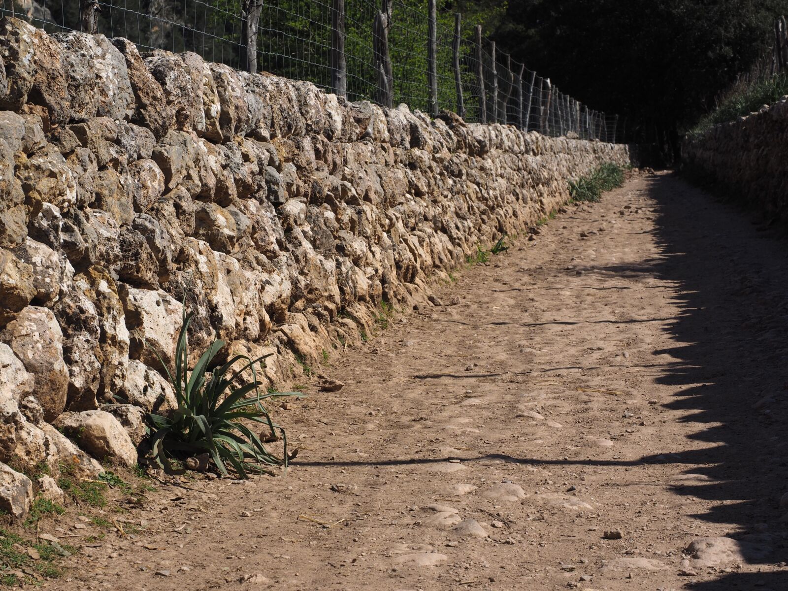 Olympus OM-D E-M1 + Olympus M.Zuiko Digital ED 12-40mm F2.8 Pro sample photo. Stone wall, lane, away photography