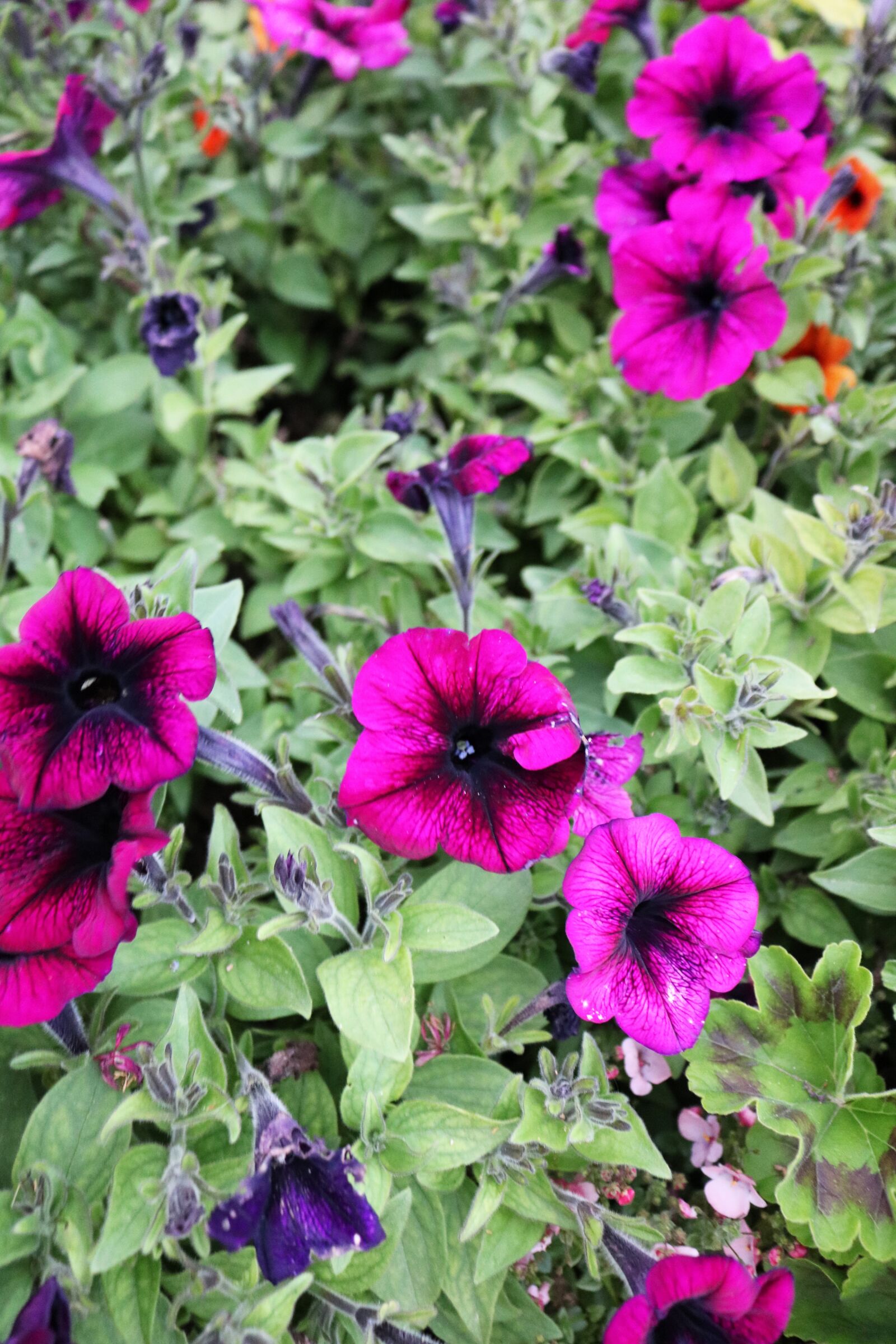 Canon EOS 750D (EOS Rebel T6i / EOS Kiss X8i) sample photo. Purple flowers, pink flowers photography