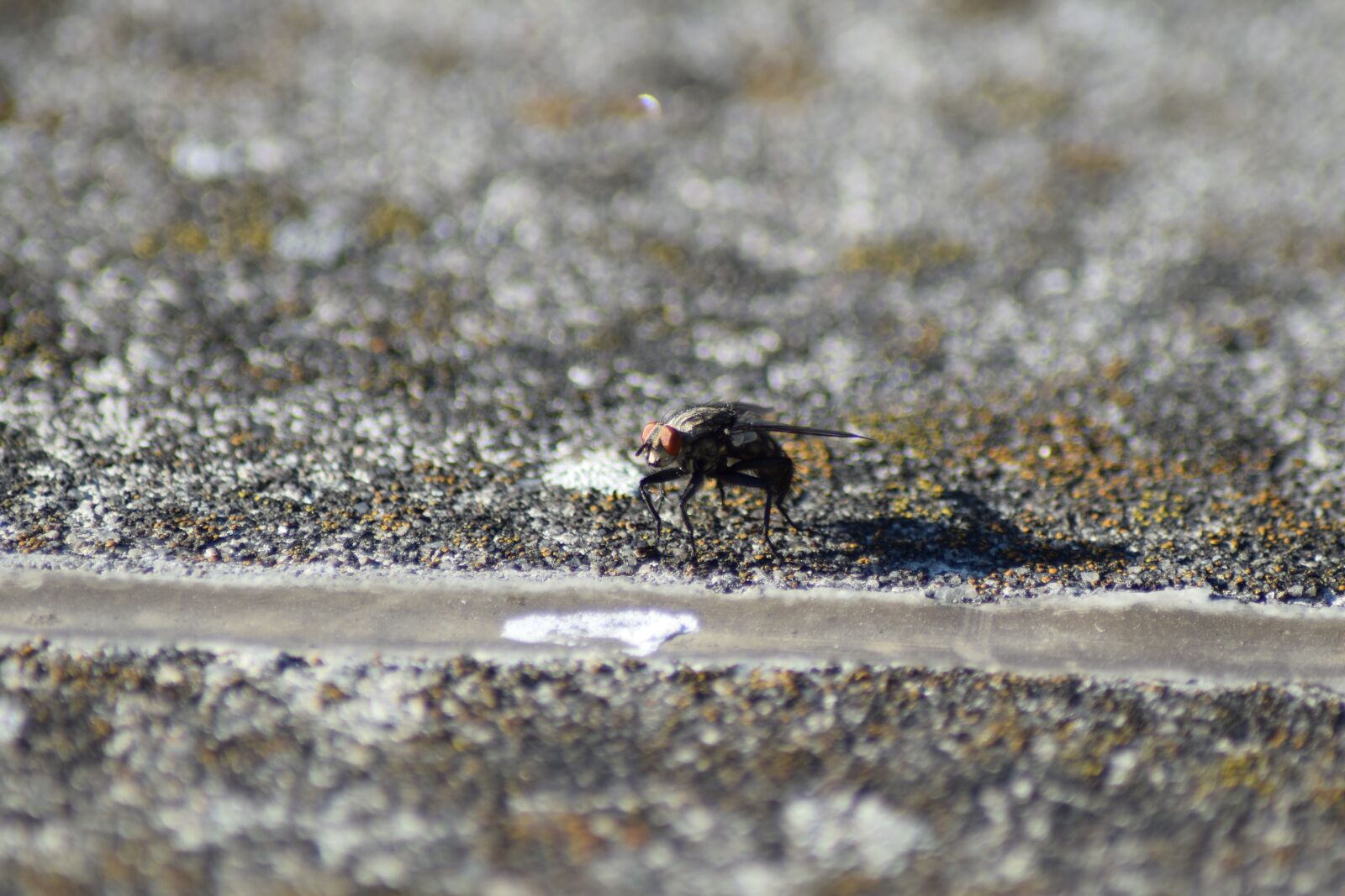 Nikon D5300 sample photo. Fly, insect, animal photography