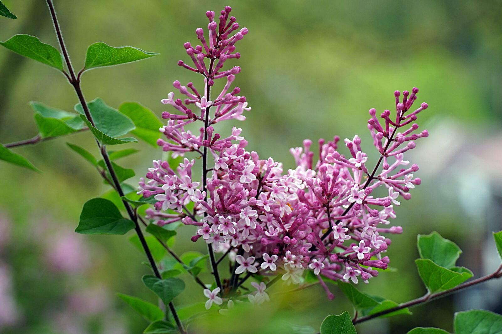 Sony a7 II sample photo. Lilac, spring, branch photography