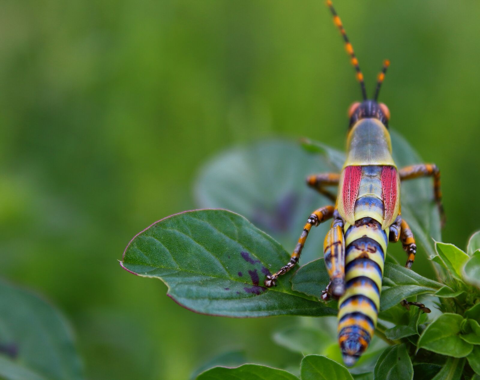 Canon EOS 1300D (EOS Rebel T6 / EOS Kiss X80) sample photo. Locust, grasshopper, insect photography