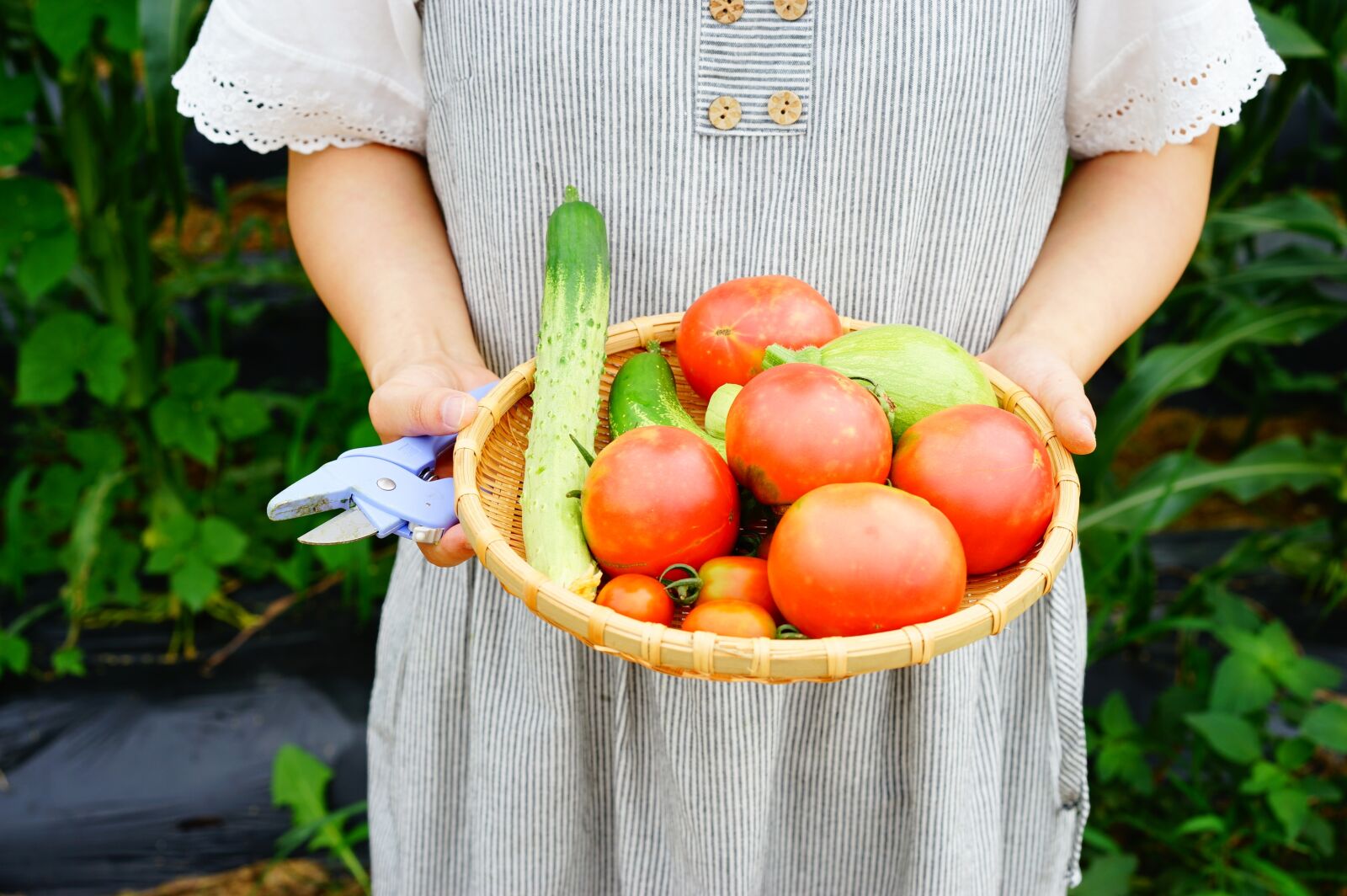 Sony a7 II + Sony Sonnar T* FE 55mm F1.8 ZA sample photo. Vegetable garden, cucumber, tomato photography
