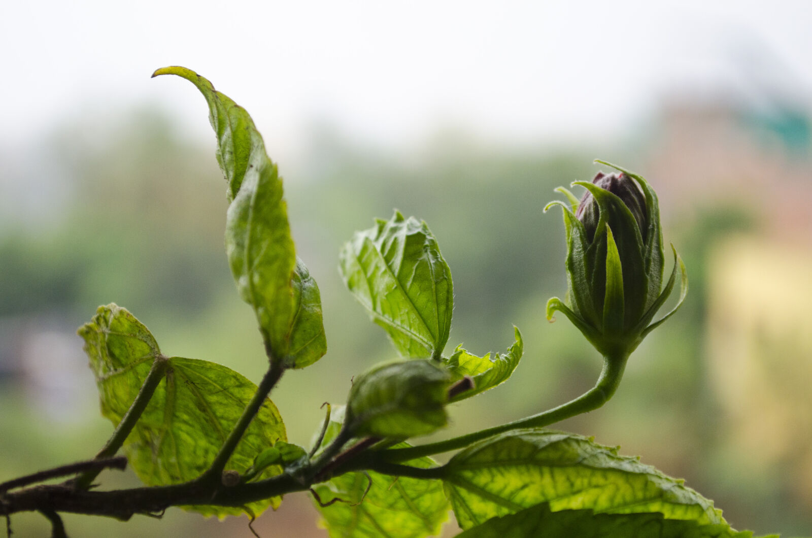 Nikon D5100 sample photo. Flowers, green, rainflower photography