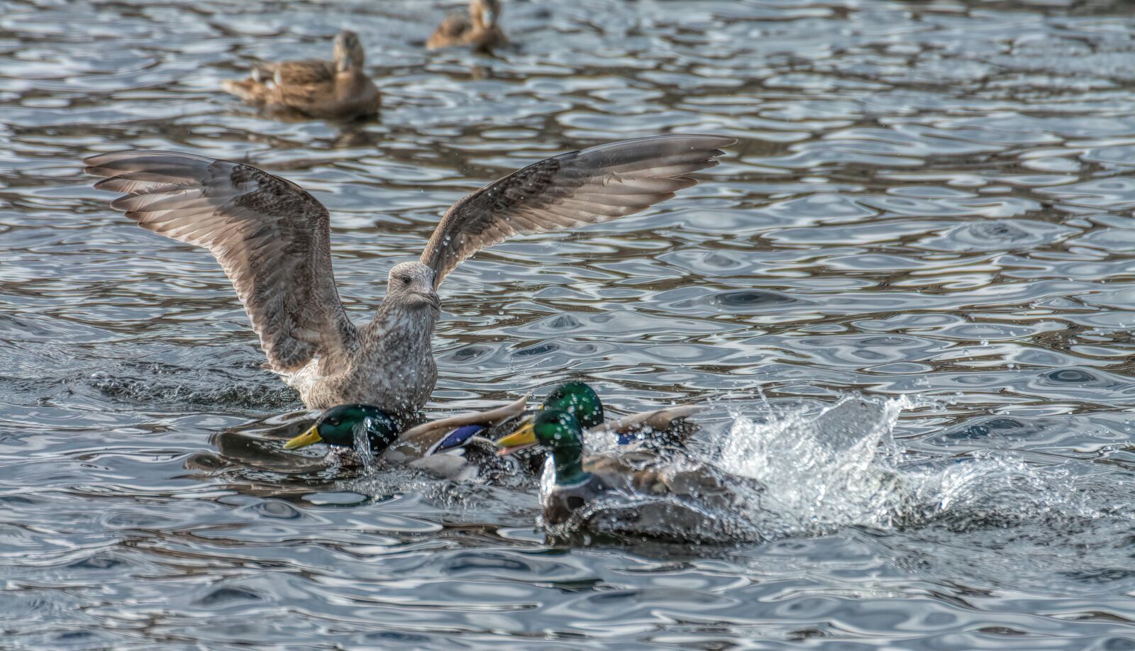 Nikon D7100 sample photo. Seagull, bird, freedom photography
