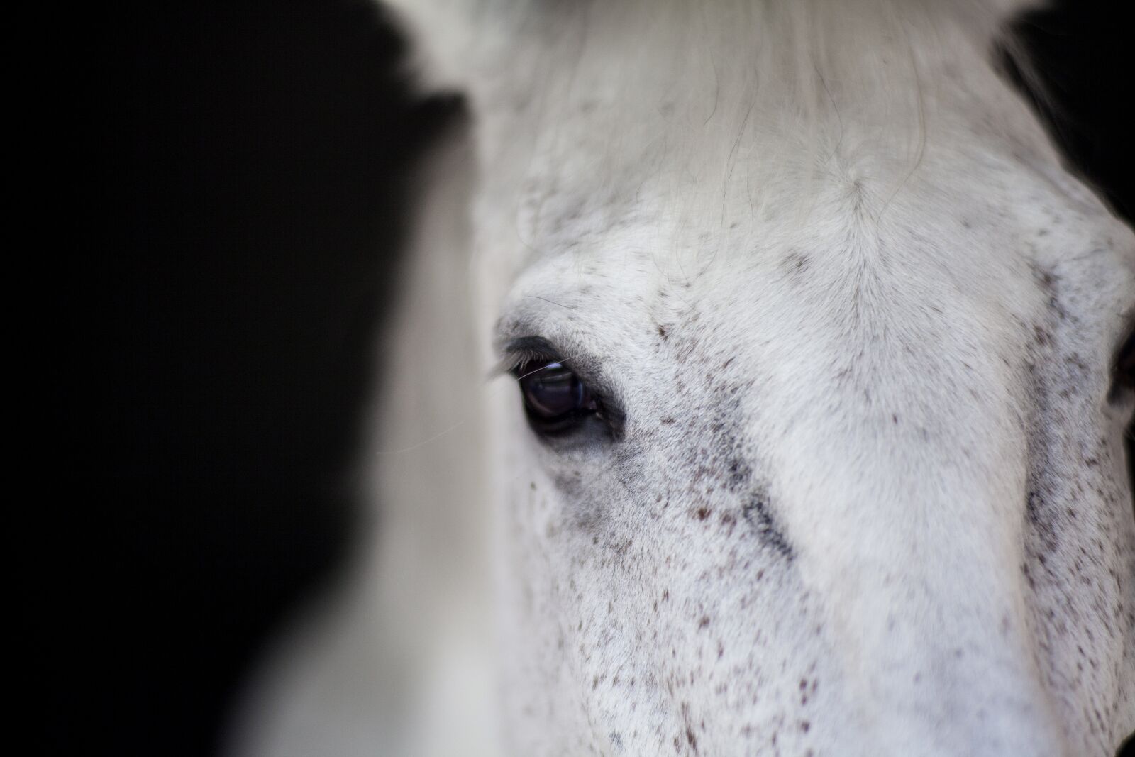 ZEISS Planar T* 85mm F1.4 sample photo. Horse, white, beautiful photography